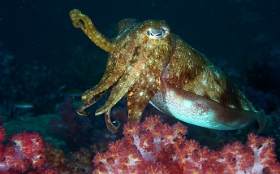 Birmanie - Mergui - 2018 - DSC02737 - Broadclub cuttlefish - Seiche - Sepia latimanus